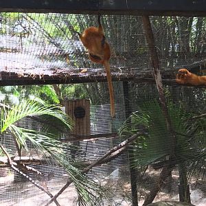 Golden Lion Tamarin
