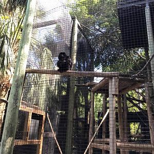 Howler Monkey