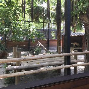 New Guinea Singing Dog