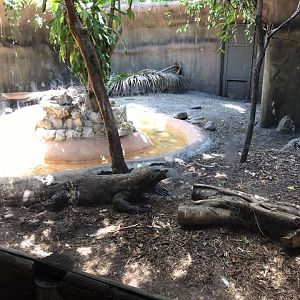 Komodo Dragon