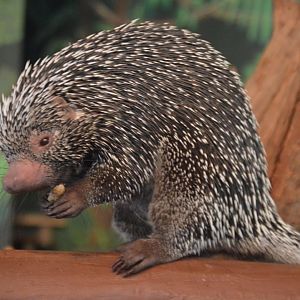 Prehensile-Tailed Porcupine Species ID