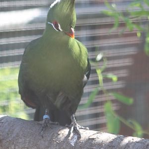 Livingstone's touraco