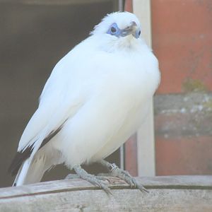 Bali mynah