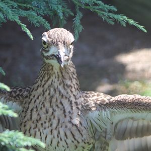 European stone-curlew