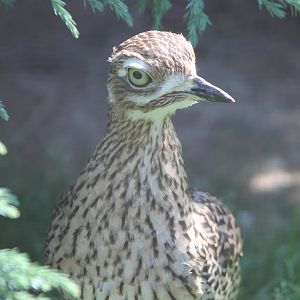 European stone-curlew