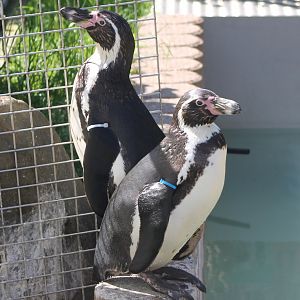 Humboldt penguins