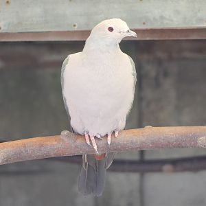 Pink-headed imperial-pigeon