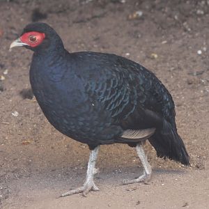 Salvadori's pheasant