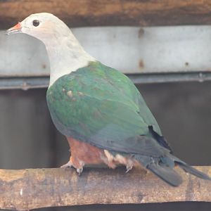 Red-knobbed imperial-pigeon
