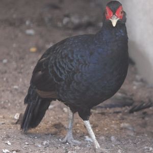 Salvadori's  pheasant