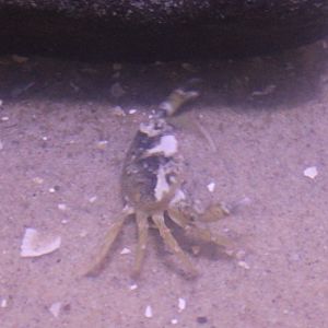 Crab-species