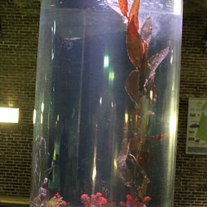 Aquarium