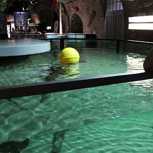 Ray-aquarium