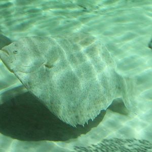 Flatfish ID