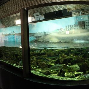 Aquarium