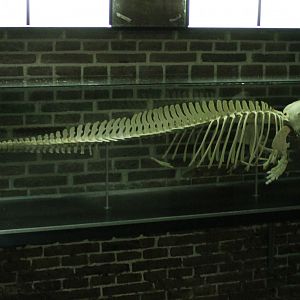 Dolphin-skeleton