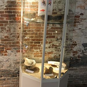 Display Mammoth-founds