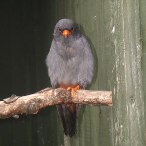 27/5/017 Red-footed Falcon
