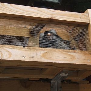 27/5/2017 Common Marmoset