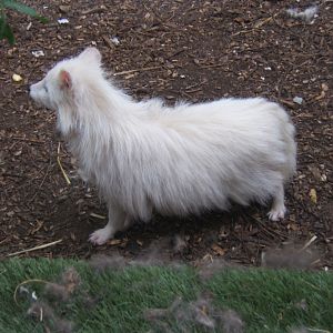 27/5/2017 Raccoon Dog