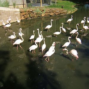 28/5/2017 Greater Flamingo's