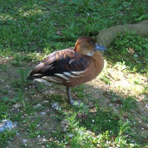 28/5/2017 Fulvous Whistling Duck