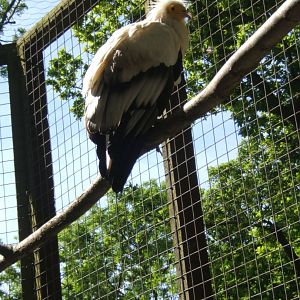 28/5/2017 Egyptian Vulture