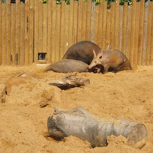 28/5/2017  Aardvarks