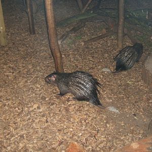 28/5/2017 Brush-tailed Porcupine