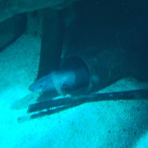 28/5/2017 Conger Eel