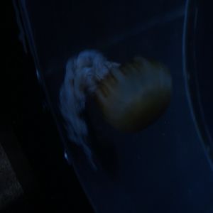 28/5/2017 Pacific Sea Nettle