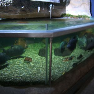 28/5/2017 View of Amazon Tank