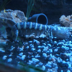 28/5/2017 Zebra Mantis Shrimp