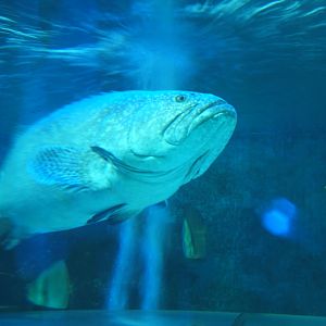 28/5/2017 Queensland Grouper