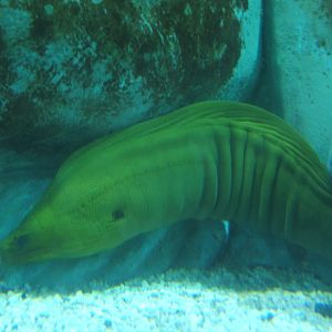 28/5/2017 Green Moray