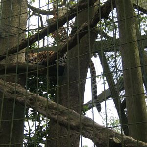 28/5/2017 Amur Leopard