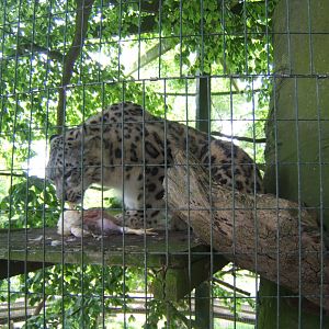 28/5/2017 Snow Leopard eating