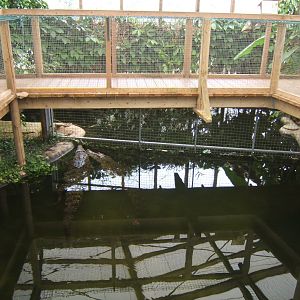 28/5/2017 Salt Water Crocodiles