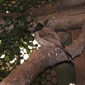 28/5/2017 Red-vented Bulbul