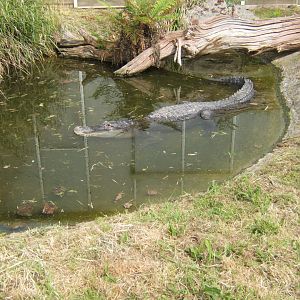 28/5/2017 American Alligator