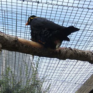 28/5/2017 Hill Mynah