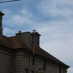 28/5/2017 White Stork on top of Thrigby Hall