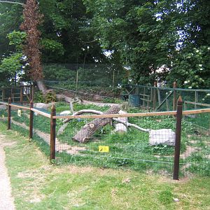 28/5/2017 New Raccoon Dog enclosure