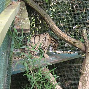 28/5/2017 Clouded Leopard