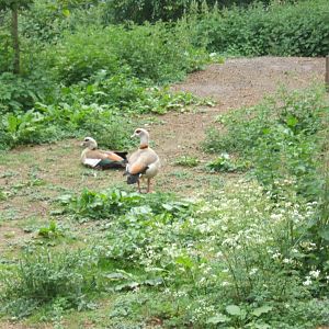 28/5/2017 Wild Egyptian Geese