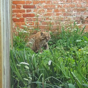 28/5/2017 Golden Cat