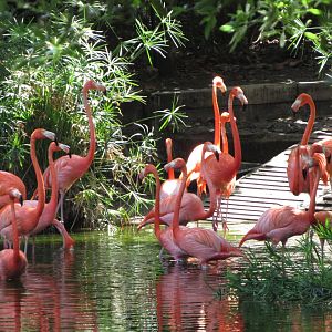 Caribbean Flamingos