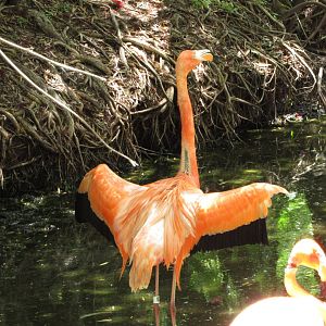 Caribbean Flamingo Stretching Wings