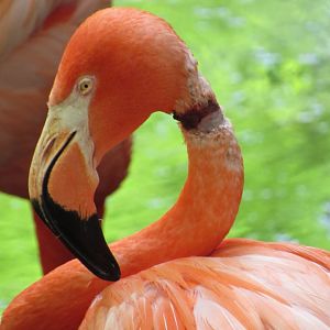Zombie Flamingo Closeup