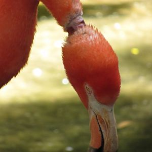 Zombie Flamingo Overhead View